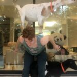 Brendan Scannell Instagram - Turns out when they call it “Goat Yoga” they mean exactly that #baamaste 🐐🙏