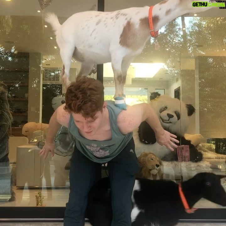 Brendan Scannell Instagram - Turns out when they call it “Goat Yoga” they mean exactly that #baamaste 🐐🙏