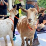 Brendan Scannell Instagram - Turns out when they call it “Goat Yoga” they mean exactly that #baamaste 🐐🙏