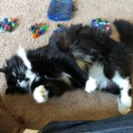 Brennan Lee Mulligan Instagram - Metallico the Wise sagaciously helping me separate art dice from rolling dice. A hard, but necessary decision. Factors included numerical legibility, visual aesthetic, roll-feel and performance record. Metallico got tired halfway through and we had to take a break. Further bulletins as events warrant.