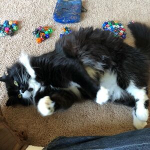 Brennan Lee Mulligan Instagram - Metallico the Wise sagaciously helping me separate art dice from rolling dice. A hard, but necessary decision. Factors included numerical legibility, visual aesthetic, roll-feel and performance record. Metallico got tired halfway through and we had to take a break. Further bulletins as events warrant.