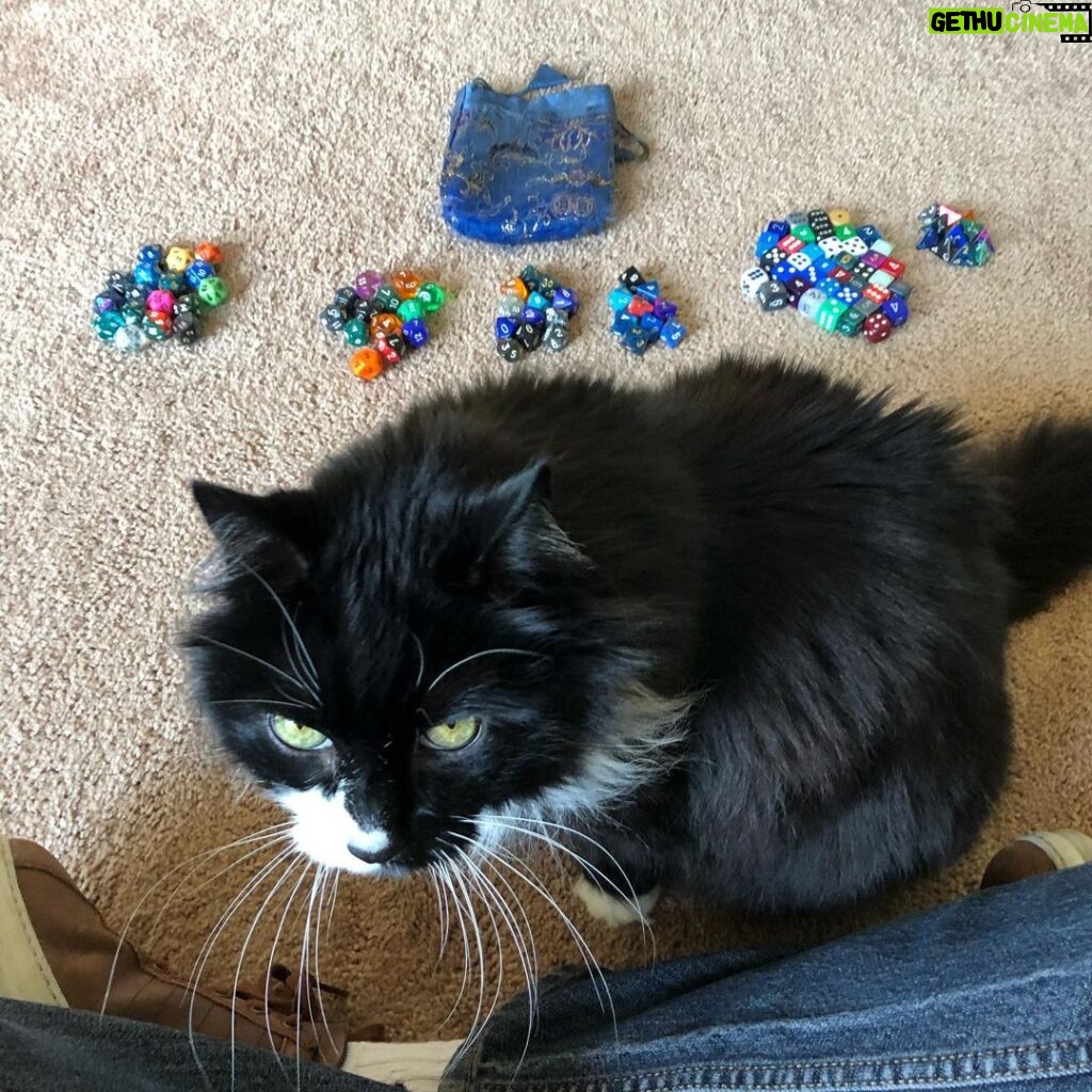 Brennan Lee Mulligan Instagram - Metallico the Wise sagaciously helping me separate art dice from rolling dice. A hard, but necessary decision. Factors included numerical legibility, visual aesthetic, roll-feel and performance record. Metallico got tired halfway through and we had to take a break. Further bulletins as events warrant.