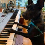 Brian Holden Instagram - Throw back to one year ago when Luna put on her first concert! Incredible to think that she’ll be performing at the Harris Theatre for the next six weeks in her solo show called, “Bark To The Future: a Reimagining of the classics, but without thumbs”.