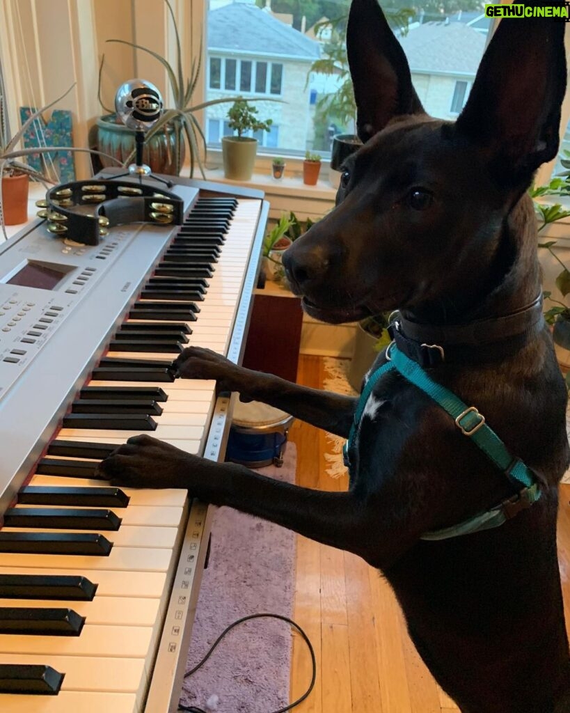 Brian Holden Instagram - Throw back to one year ago when Luna put on her first concert! Incredible to think that she’ll be performing at the Harris Theatre for the next six weeks in her solo show called, “Bark To The Future: a Reimagining of the classics, but without thumbs”.