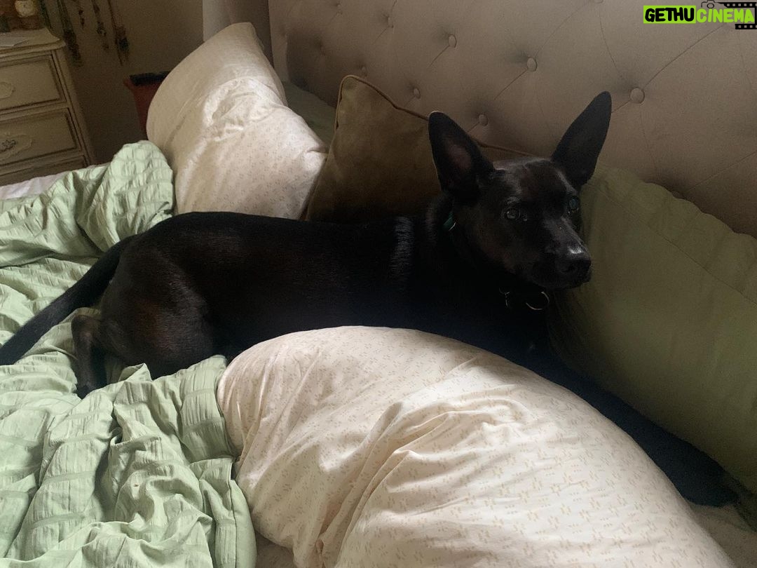 Brian Holden Instagram - I SWEAR! At 12:01am this morning, @witchylunadog woke up, did a shake off, and demanded to be let outside so she could howl into the cold night sky for her birthday! Can’t wait to see what ritual she has invoked this time! Happy Birthday, Luna!