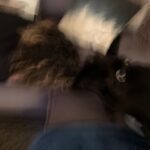 Brian Holden Instagram - This is what it feels like trying to catch a cute moment with our dog. @witchylunadog @merediddys