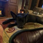 Brian Holden Instagram - Lil bat 🦇 @witchylunadog
