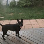 Brian Holden Instagram – We’ve had our @witchylunadog for one year! Here’s a pic from her first walk! And then a video from this morning, when she got a NEW TOY. She has grown up so much and so have we! I love her and am so glad she’s part of our little family. She has been acting absolutely crazy so far this morning, and I can’t think of a better way to celebrate our little best friend. Love you, Luna! And you, too, @merediddys