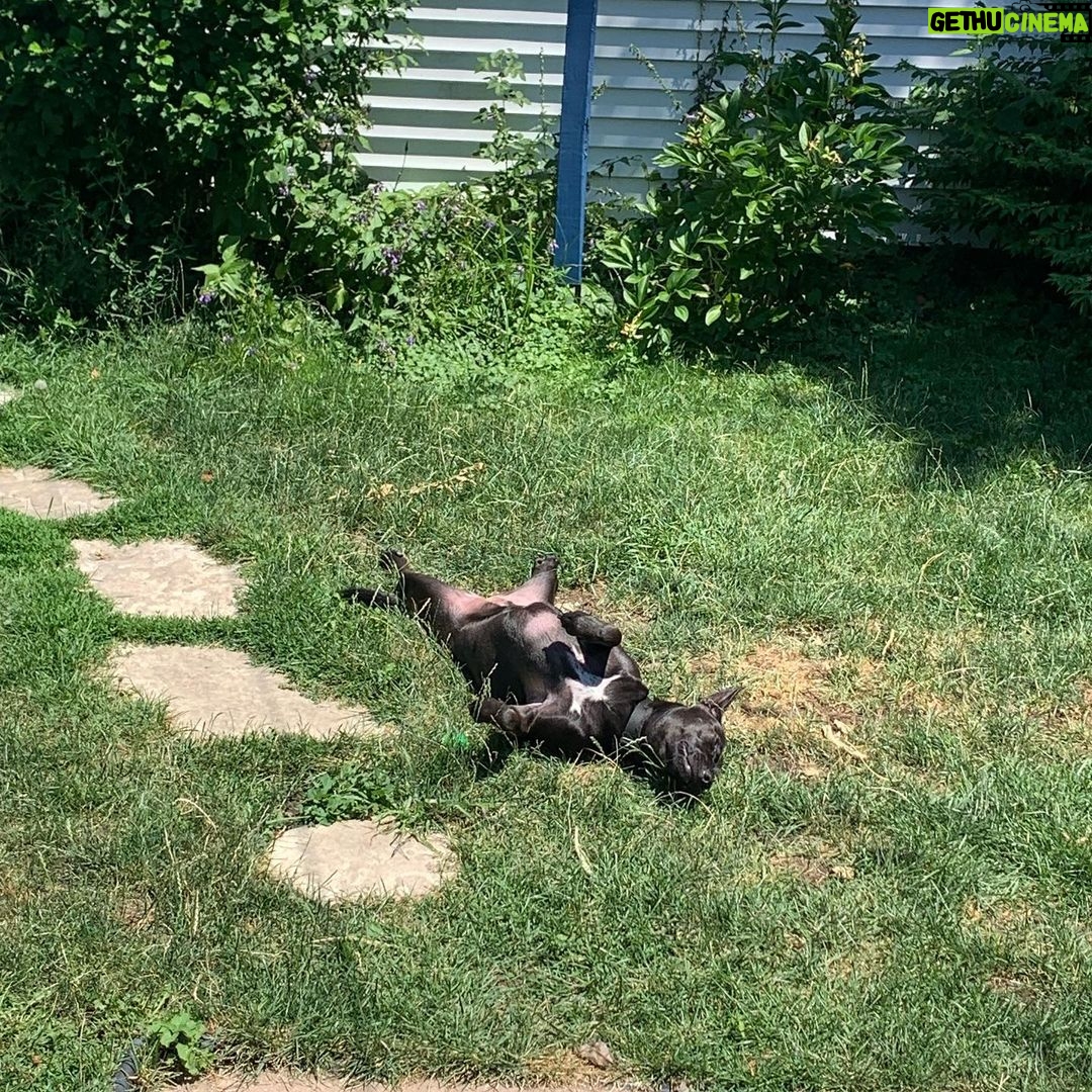 Brian Holden Instagram - We’ve had our @witchylunadog for one year! Here’s a pic from her first walk! And then a video from this morning, when she got a NEW TOY. She has grown up so much and so have we! I love her and am so glad she’s part of our little family. She has been acting absolutely crazy so far this morning, and I can’t think of a better way to celebrate our little best friend. Love you, Luna! And you, too, @merediddys