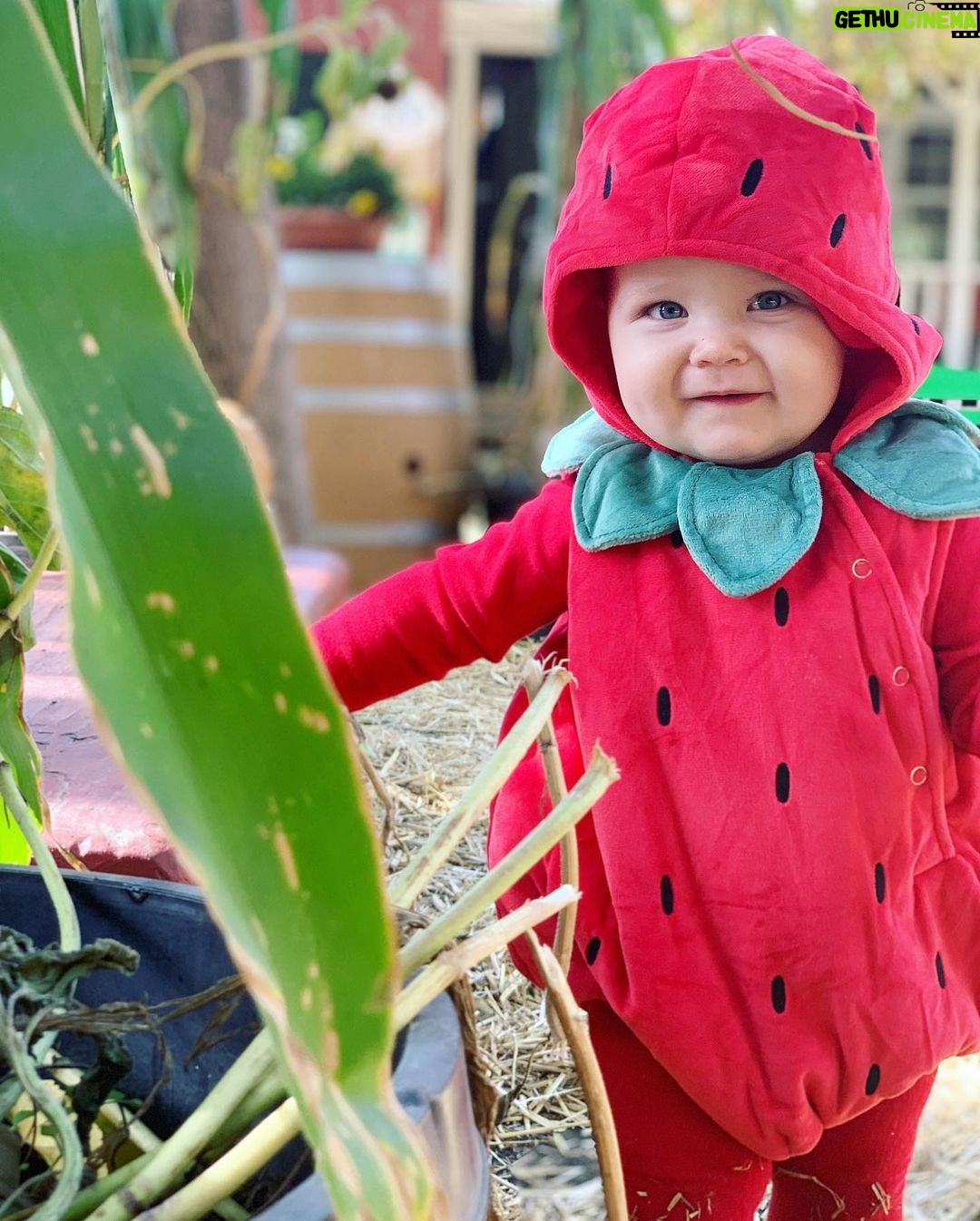 Brittany Daniel Instagram - Happy Halloween from our strawberry baby Hope Rose Touni. @adam.touni #HappyHalloween #HopeRose