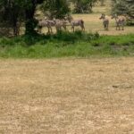 Brittany Lee Lewis Instagram – Nyerere National Park