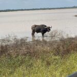 Brittany Lee Lewis Instagram – Nyerere National Park