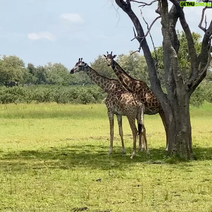 Brittany Lee Lewis Instagram - Nyerere National Park