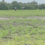 Brittany Lee Lewis Instagram – Nyerere National Park