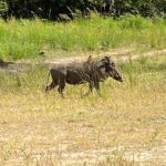 Brittany Lee Lewis Instagram – Nyerere National Park