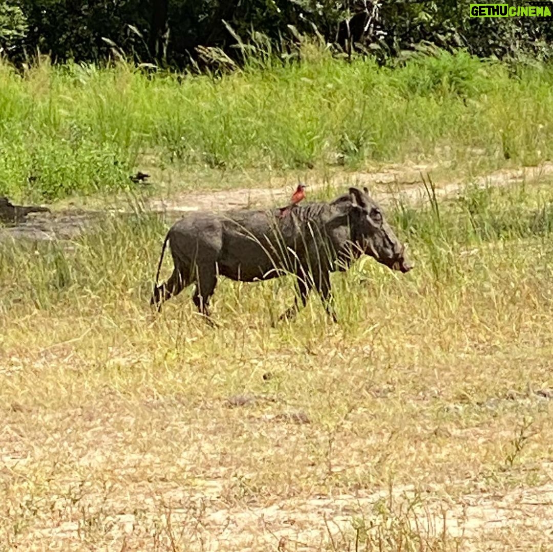 Brittany Lee Lewis Instagram - Nyerere National Park