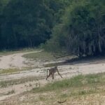 Brittany Lee Lewis Instagram – Nyerere National Park
