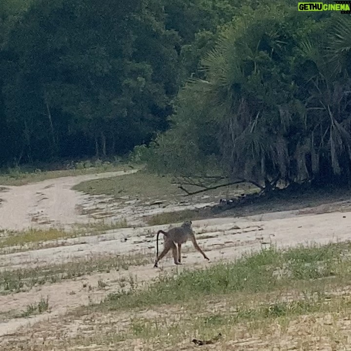 Brittany Lee Lewis Instagram - Nyerere National Park