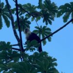 Brooke Sorenson Instagram - 🐒 Guanacaste Costa Rica