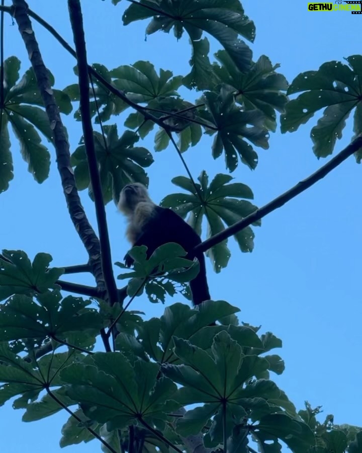 Brooke Sorenson Instagram - 🐒 Guanacaste Costa Rica