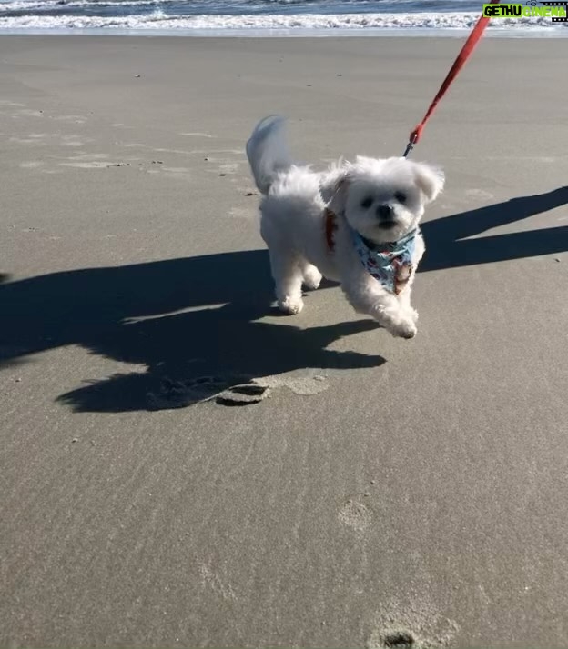 Brooke Sorenson Instagram - Rest easy our sweet Sophie girl. Our family isnโt complete without you and our hearts will hurt every day. 10 years of pure joy. Thank you for loving us & letting us love you, missing you endlessly ๐๏ธ๐ผ๐ผ ๐ค