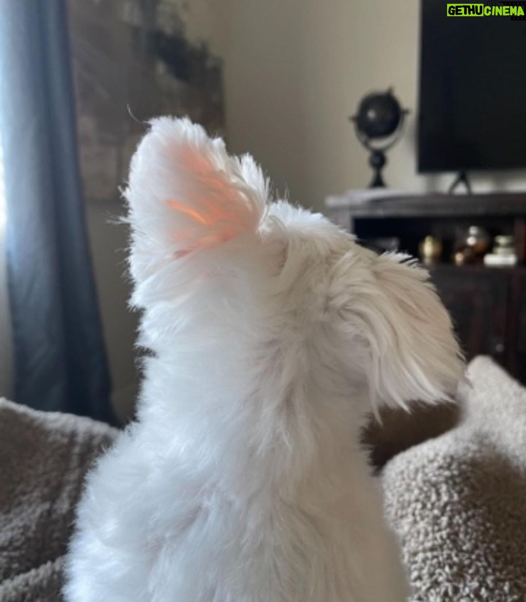 Brooke Sorenson Instagram - Rest easy our sweet Sophie girl. Our family isnโt complete without you and our hearts will hurt every day. 10 years of pure joy. Thank you for loving us & letting us love you, missing you endlessly ๐๏ธ๐ผ๐ผ ๐ค