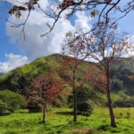 Bruno Ascenzo Instagram - 10 fotos de la ruta Oxapampa - Pozuzo 🌳🌲 Postales de camino, sin ningún filtro ni media edición, tomadas con mi Xiaomi 12 PRO para los que tengan curiosidad de la cámara con la que fueron registradas: directamente con mi celular @xiaomi.peru.official 🔝📸