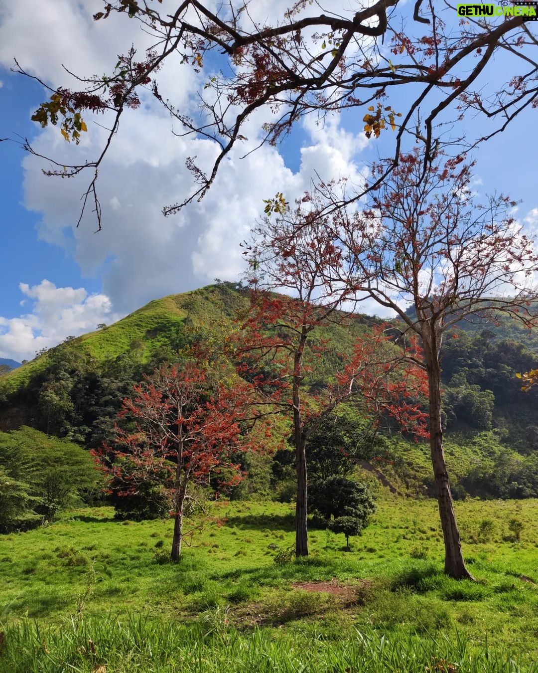 Bruno Ascenzo Instagram - 10 fotos de la ruta Oxapampa - Pozuzo 🌳🌲 Postales de camino, sin ningún filtro ni media edición, tomadas con mi Xiaomi 12 PRO para los que tengan curiosidad de la cámara con la que fueron registradas: directamente con mi celular @xiaomi.peru.official 🔝📸