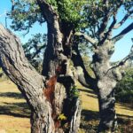Bryce Dessner Instagram - I am very lucky to walk by these trees most days. Urrugne, Aquitaine, France