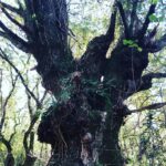 Bryce Dessner Instagram - I am very lucky to walk by these trees most days. Urrugne, Aquitaine, France