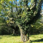 Bryce Dessner Instagram - I am very lucky to walk by these trees most days. Urrugne, Aquitaine, France