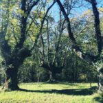 Bryce Dessner Instagram - I am very lucky to walk by these trees most days. Urrugne, Aquitaine, France