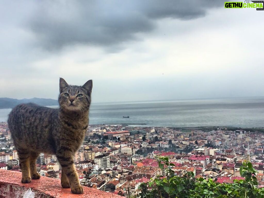 Çağla Özavcı Instagram - 🌝🌚 #kedikediyiçeker #eeeğ Boztepe Trabzon