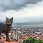 Çağla Özavcı Instagram - 🌝🌚 #kedikediyiçeker #eeeğ Boztepe Trabzon