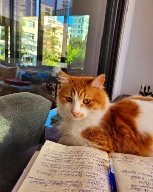 Çiğdem Tunç Instagram - Tarçın çalışıyor..
Oyun galası için organizasyon,belediyelere oyun satış..
Çok çalışıyor çok..🧿🧿🧿🧿🧿