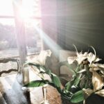 Élodie Ortisset Instagram - Flower bomb (•••) Il est 7h30. Un café. Le silence. Et cette lumière. #outoftheworld #lys #flowers #magicalmoment #photooftheday Gaillac