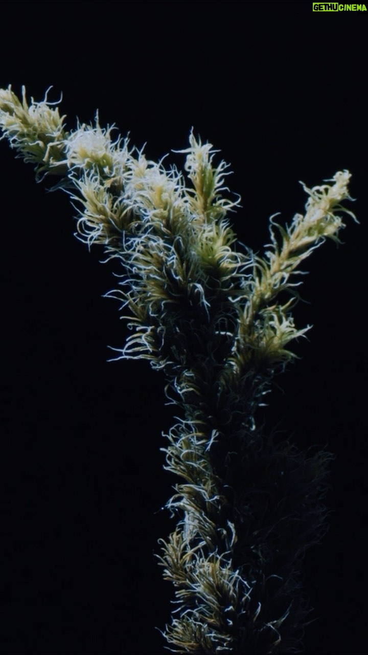 Ólafur Arnalds Instagram - dancing moss season is here 🌱