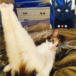 Óscar Jaenada Instagram - Mi gato #Tinflas #elConfinamiento #NewOrder #Tinflas2.0 #Covid-19 #putoGato #QueLlevan4mesesDice #yQueTienePedigree #QueNoNosPreocupemos #tantoPapelHigienicoGastadoEnCasa... #Pillado #CatPorn ##spranked #su #Cara25 #totalSurprise #hoyTocaCharlitaEnLaCena #DiaD #CAT #LLIBERTAT Errenteria