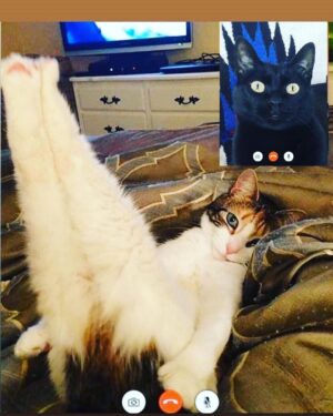 Óscar Jaenada Instagram - Mi gato #Tinflas #elConfinamiento #NewOrder #Tinflas2.0 #Covid-19 #putoGato #QueLlevan4mesesDice  #yQueTienePedigree #QueNoNosPreocupemos #tantoPapelHigienicoGastadoEnCasa... #Pillado #CatPorn ##spranked #su #Cara25 #totalSurprise #hoyTocaCharlitaEnLaCena #DiaD #CAT #LLIBERTAT