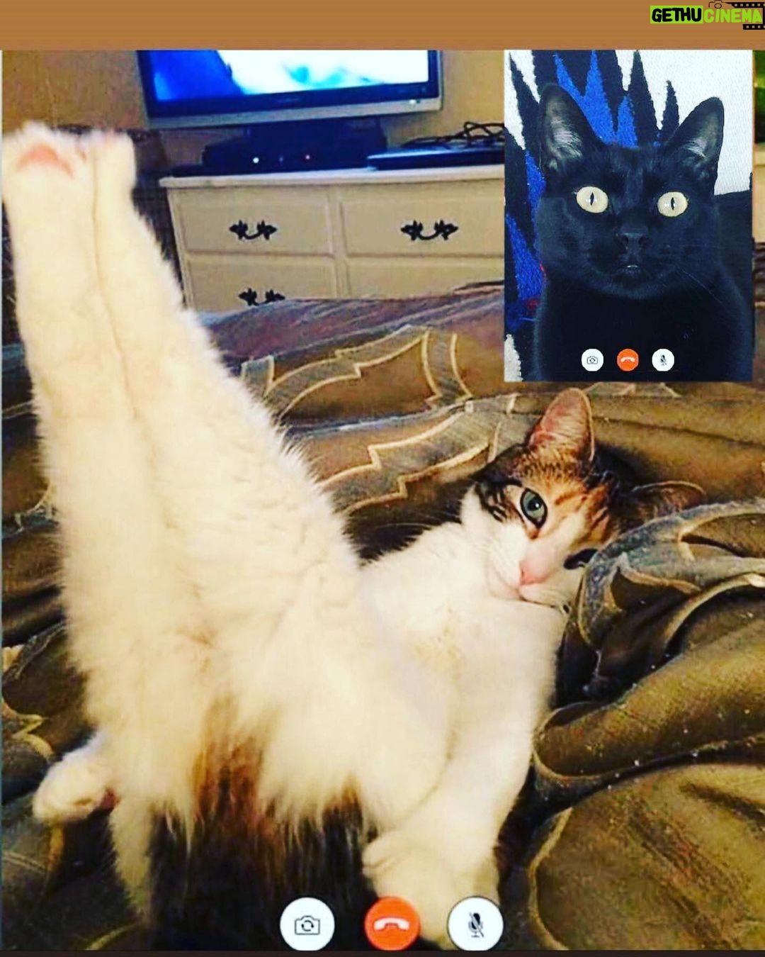 Óscar Jaenada - 3.7K Likes - Mi gato #Tinflas #elConfinamiento #NewOrder #Tinflas2.0 #Covid-19 #putoGato #QueLlevan4mesesDice #yQueTienePedigree #QueNoNosPreocupemos #tantoPapelHigienicoGastadoEnCasa... #Pillado #CatPorn ##spranked #su #Cara25 #totalSurprise #hoyTocaCharlitaEnLaCena #DiaD #CAT #LLIBERTAT