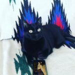 Óscar Jaenada Instagram - Mi gato #Tinflas #elConfinamiento #NewOrder #Tinflas2.0 #Covid-19 #putoGato #QueLlevan4mesesDice #yQueTienePedigree #QueNoNosPreocupemos #tantoPapelHigienicoGastadoEnCasa... #Pillado #CatPorn ##spranked #su #Cara25 #totalSurprise #hoyTocaCharlitaEnLaCena #DiaD #CAT #LLIBERTAT Errenteria