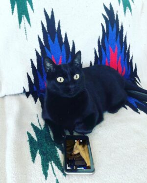 Óscar Jaenada Instagram - Mi gato #Tinflas #elConfinamiento #NewOrder #Tinflas2.0 #Covid-19 #putoGato #QueLlevan4mesesDice  #yQueTienePedigree #QueNoNosPreocupemos #tantoPapelHigienicoGastadoEnCasa... #Pillado #CatPorn ##spranked #su #Cara25 #totalSurprise #hoyTocaCharlitaEnLaCena #DiaD #CAT #LLIBERTAT