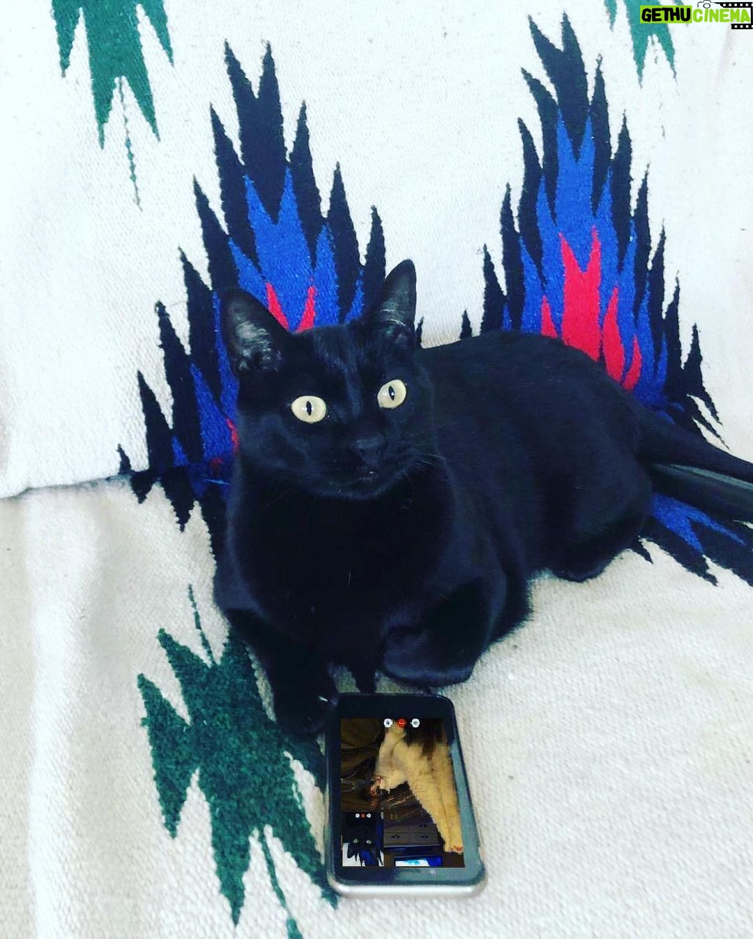 Óscar Jaenada - 3.7K Likes - Mi gato #Tinflas #elConfinamiento #NewOrder #Tinflas2.0 #Covid-19 #putoGato #QueLlevan4mesesDice #yQueTienePedigree #QueNoNosPreocupemos #tantoPapelHigienicoGastadoEnCasa... #Pillado #CatPorn ##spranked #su #Cara25 #totalSurprise #hoyTocaCharlitaEnLaCena #DiaD #CAT #LLIBERTAT
