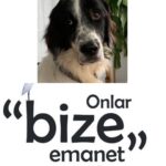 Özlem Akınözü Instagram - #4ekimdünyahayvanlarıkorumagünü🐕🐶🐩🐈🐱🐀🐁🐭🐹🐢🐇🐰🐓🐔🐣🐤🐥🐦🐏🐑🐐🐺🐃🐂🐄🐮🐴🐗🐖🐷🐽🐸🐍🐼🐧🐘🐨🐒🐵🐆🐯🐻🐫🐪🐊🐳🐋🐟🐠🐡🐙🐚🐬🐌🐛🐜🐝🐞🐲🐉🐾🐞🙆🙇