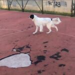 Özlem Akınözü Instagram - Hep sağlıkla,özgürce koştuğun,hep bizimle beraber mutlu yaşadığın yaşların olsun benim küçüğüm🙏🏻🐶🎂🎈🎉🎁🎊 #archiesfirstbirthday #dogs #dogslove #archie