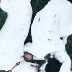 Özlem Akınözü Instagram - Anne ile oğul buluşması🙏🏻🐶👌🏻tarifi imkansız bir duyguydu bu anlar🙏🏻🙏🏻🙏🏻🐶🐶 ❤️@burcu_bst @sukranovali @hospetall #gigi #archie #maçkademokrasiparkı @barinak_melegi