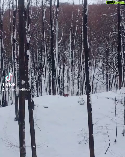 Özlem Akınözü Instagram - @sems_dogwalker ve cücelerinin kar kış demeden her gün yaşadıkları orman serüveni👌🏻☃️❄️