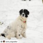 Özlem Akınözü Instagram – Karlar prensi👑🧿🤍 @sems_dogwalker 🙏🏻