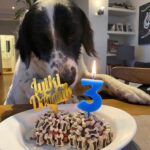 Özlem Akınözü Instagram – Evimizin gözbebeği meleğim benim,iyi ki doğmuşsun ve bizimle olmuşsun🙏🏻🐶çok uzun yıllar sağlıkla birarada🙏🏻❤️🐶 @barinak_melegi @sukranovali @setterlily iyi ki siz🙏🏻🙏🏻🙏🏻