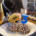 Özlem Akınözü Instagram – Evimizin gözbebeği meleğim benim,iyi ki doğmuşsun ve bizimle olmuşsun🙏🏻🐶çok uzun yıllar sağlıkla birarada🙏🏻❤️🐶 @barinak_melegi @sukranovali @setterlily iyi ki siz🙏🏻🙏🏻🙏🏻